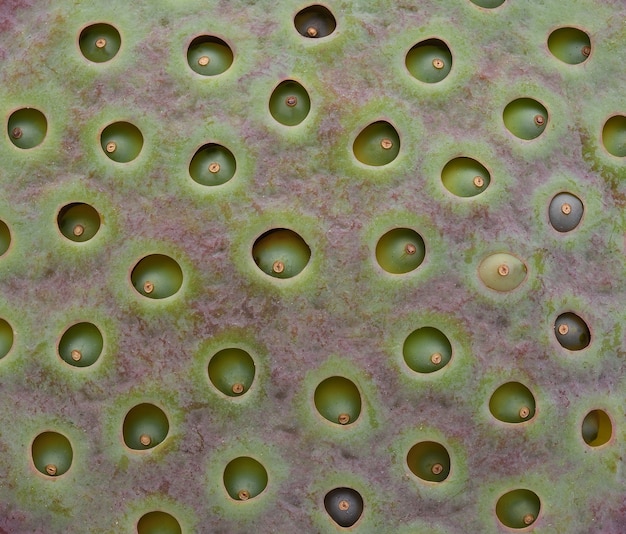 Background of lotus seeds