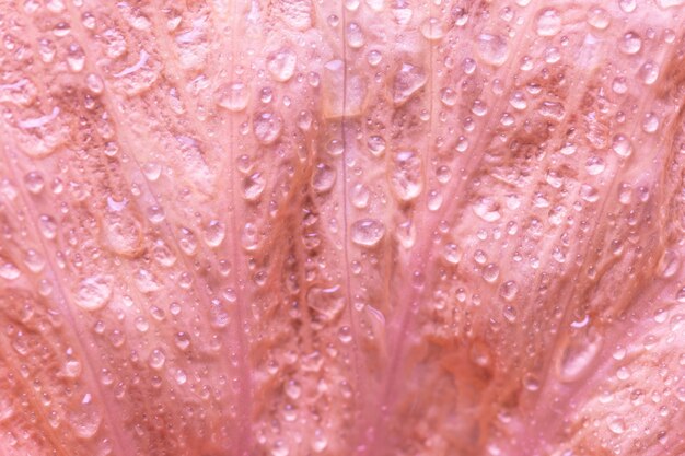 Background macro flower petals