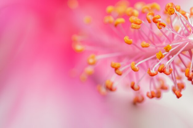 Foto macro fiore di sfondo rosa