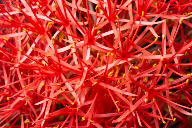 Background macro flower