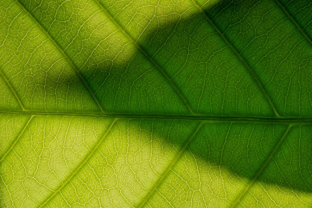 Background macro pattern of green leaves