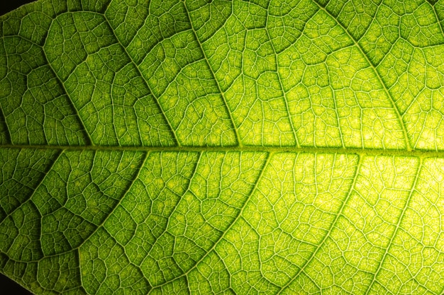 Background macro pattern of green leaves