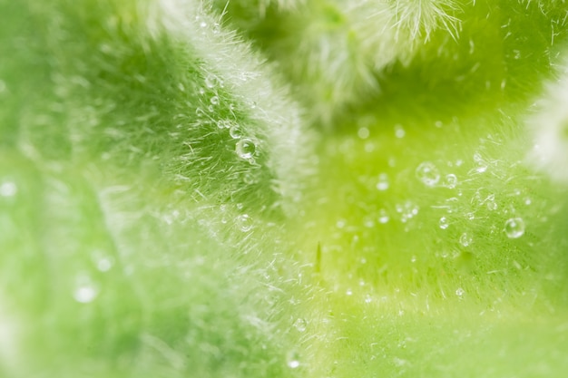 Photo background macro pattern of green leaves