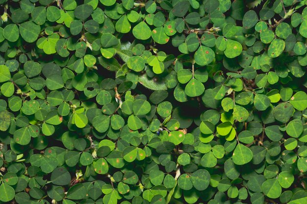 Background macro pattern of green leaves