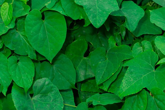 Background macro pattern of green leaves