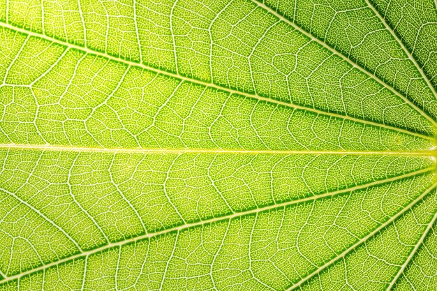 Background macro pattern of green leaves