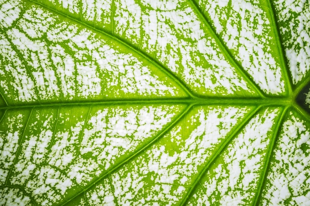 Background macro pattern of green leaves