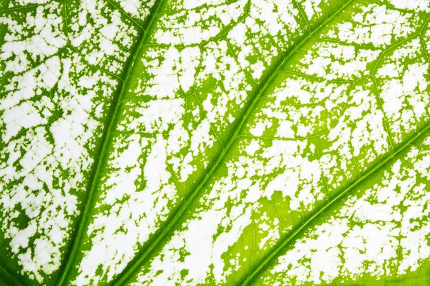 Photo background macro pattern of green leaves