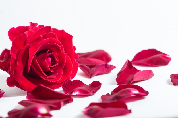 Background macro red roses