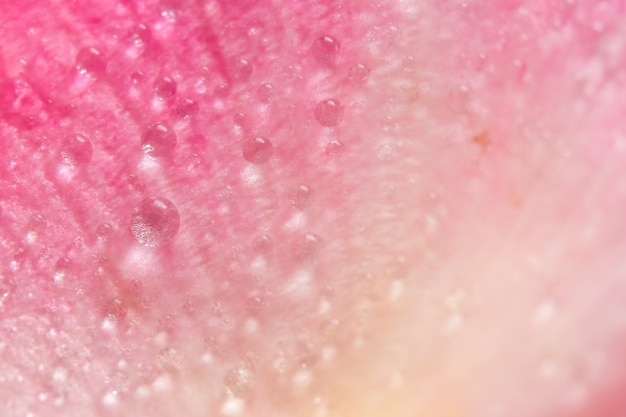 Foto goccioline di acqua macro di sfondo sui petali di rose rosa