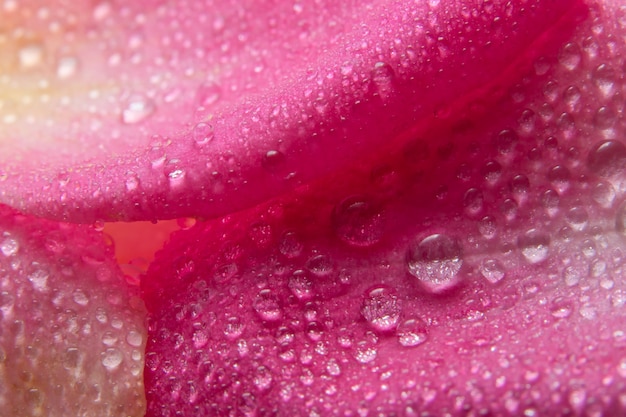 ピンクのバラの花びらの背景マクロ水滴