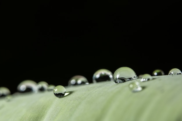 Background macro water drops on the plant