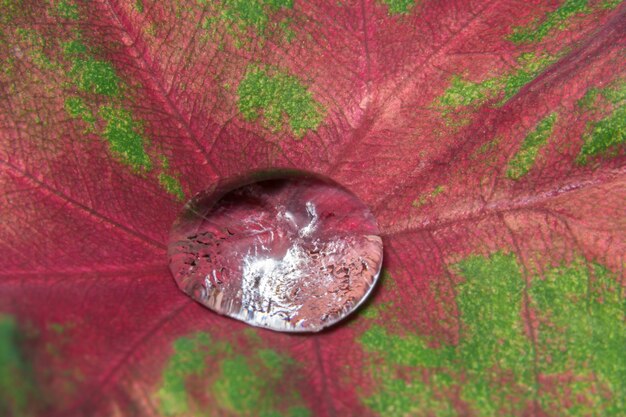 Foto macro gocce dell'acqua della priorità bassa sulla pianta