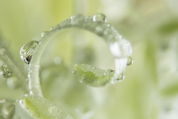 Background macro water drops on the plant