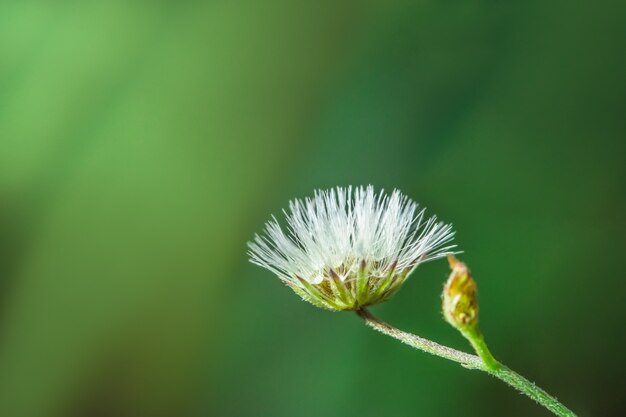 Фоновый макрос wildflower