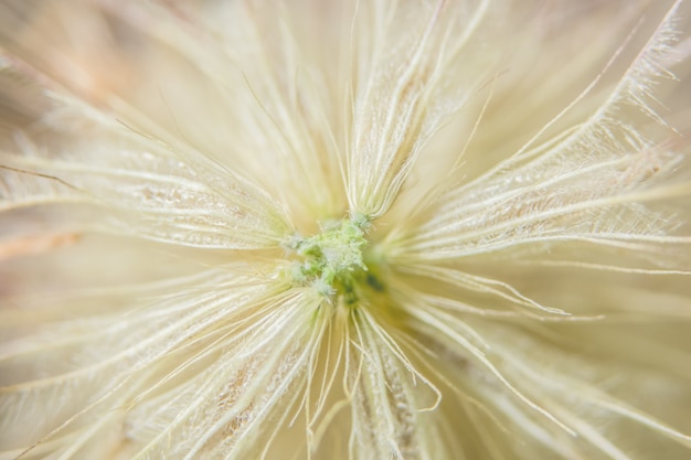 Background macro wildflower