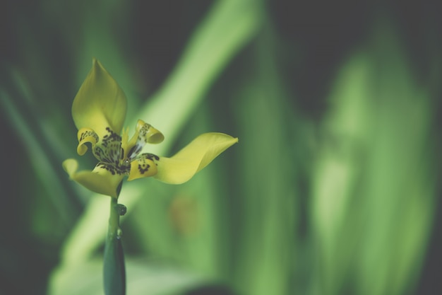 Background macro wildflower