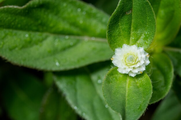 Background macro wildflower