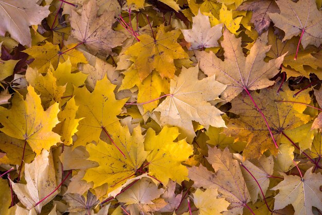 Background made of autumn leaves