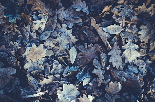 Background made of fallen and frozen of oak leaves in frost