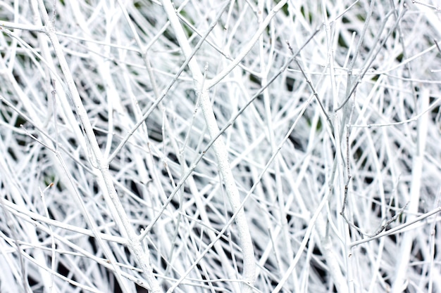 Background made of white branches