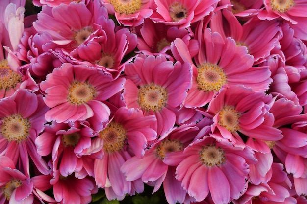 Foto sfondo realizzato con un bouquet di piccoli fiori rosa e bianchi