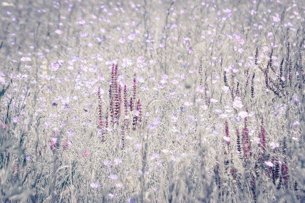 晴れた日に畑に生えているたくさんの花の背景