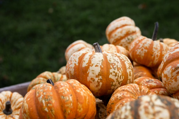 Background of many mini pumpkins under sunlight Harvest pumpkin show