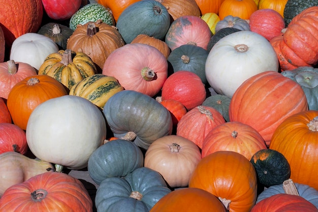 background of many multicolored pumpkins