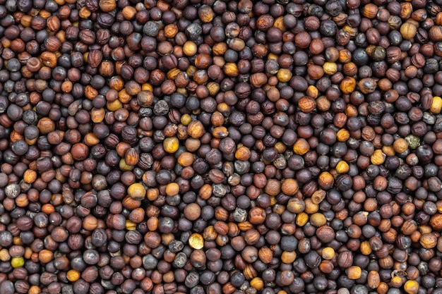 Photo background many wholegrain rapeseeds