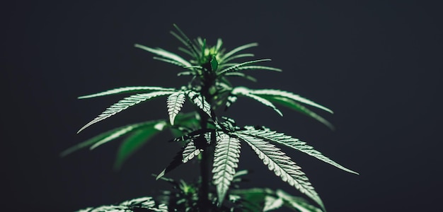 Background marijuana plant cannabis cultivation