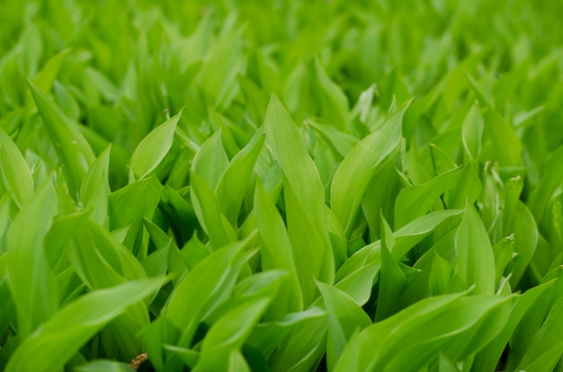 Background of may lily green leaves