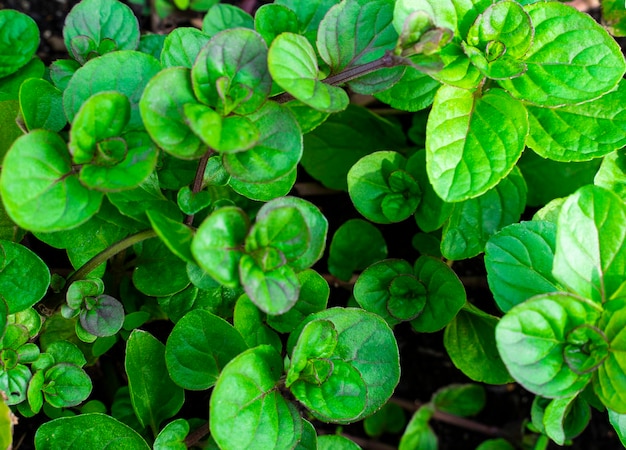 Background mint grown in the garden closeup full frame gardening farming