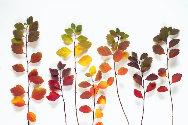 Background of multicolored autumn leaves on white