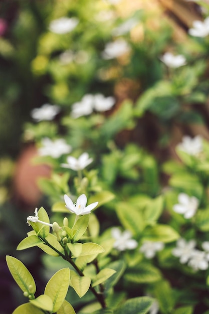 배경 murraya paniculata 꽃 또는 흰 꽃