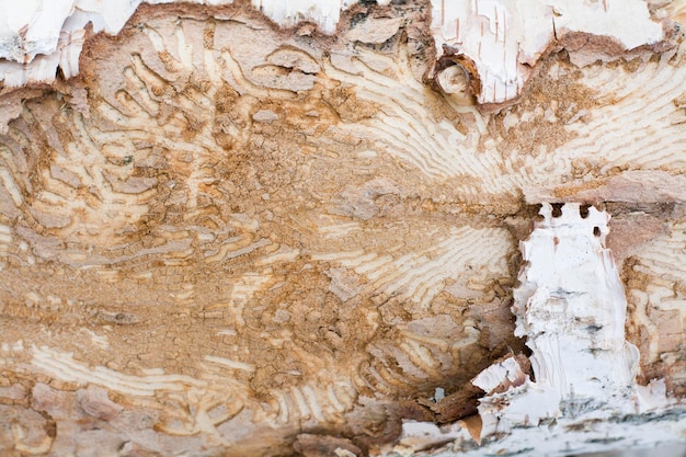 background natural birch tree cleaned from the Cara. Interesting natural texture wood.