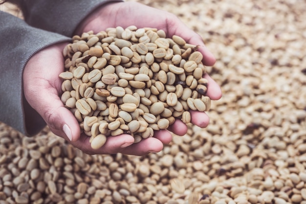 Background natural dried beans, coffee bean.Coffee in hand.  full frame