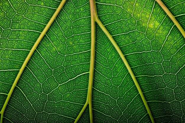 Foto struttura naturale di sfondo fogliame verde struttura macro delle foglie