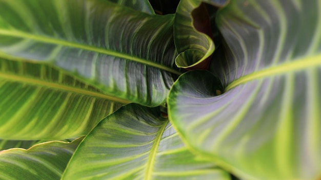 Background nature of a closeup of abstract calathea Ornata leaf with the pattern