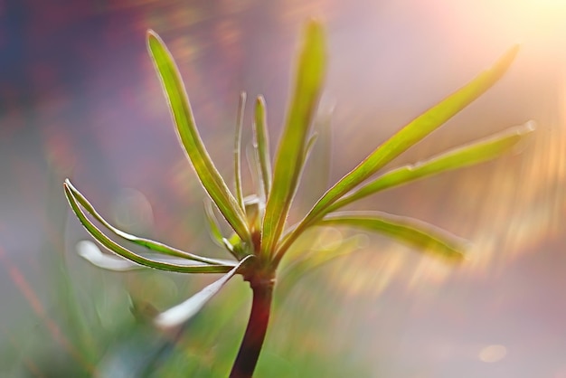 background nature yellow flowers spring / beautiful blurred background spring small flowers macro