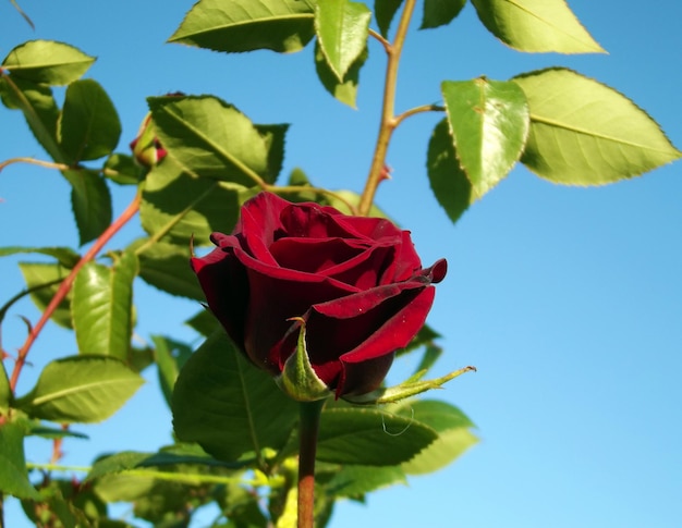 Background of a newly blooming red rose on its branch