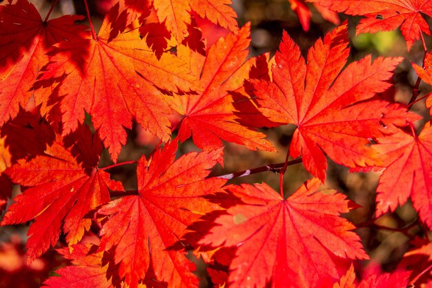 写真 日光の下で秋のカエデ紅葉の背景