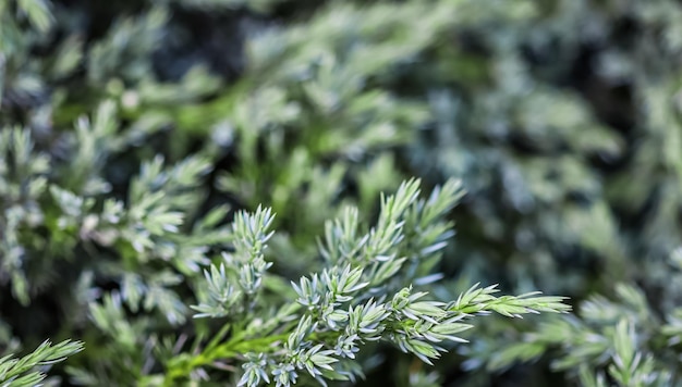 Фото Фон синих вечнозеленых ветвей можжевельника juniperus squamata blue carpet