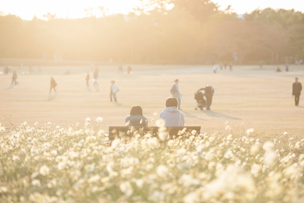 写真 カップルの美しい白いコスモスフィールド、日本の暖かい日差しの背景。