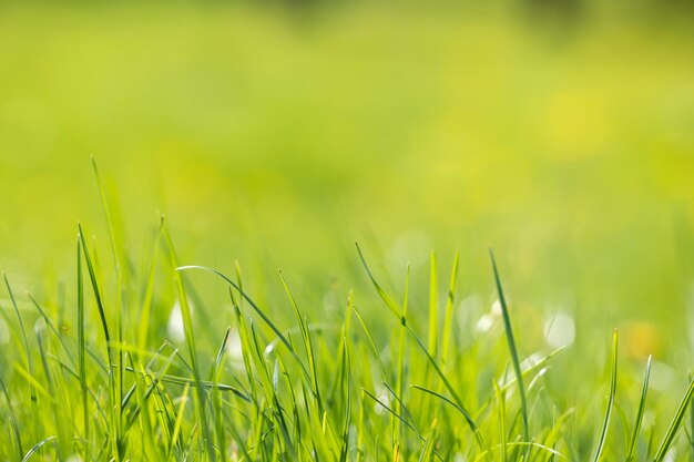 写真 晴れた日の緑の草の背景