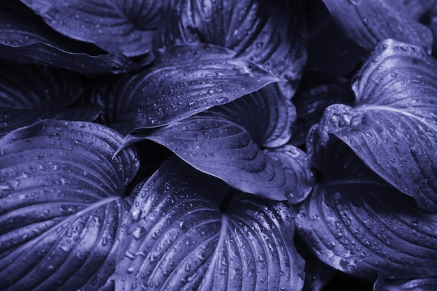 Фото Фон из зеленых листьев цветка лилии. текстура мокрых листьев под дождем. сочная яркая листва.