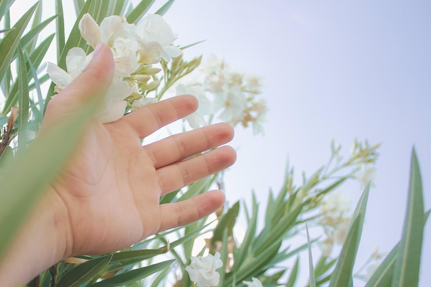 Фото Фон прикосновения рук к белым лавровым цветам