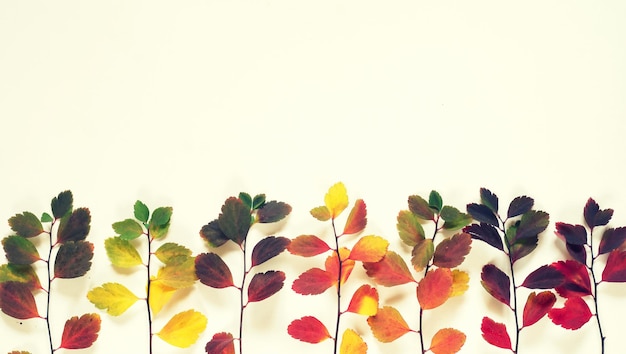Фото Фон из разноцветных осенних листьев на белом