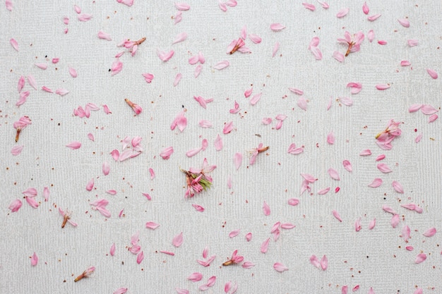 写真 灰色の背景に散在するピンクの花の花びらの背景