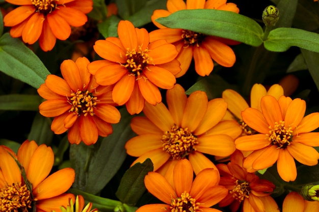 사진 예쁜 오렌지 꽃의 배경입니다. 귀엽다